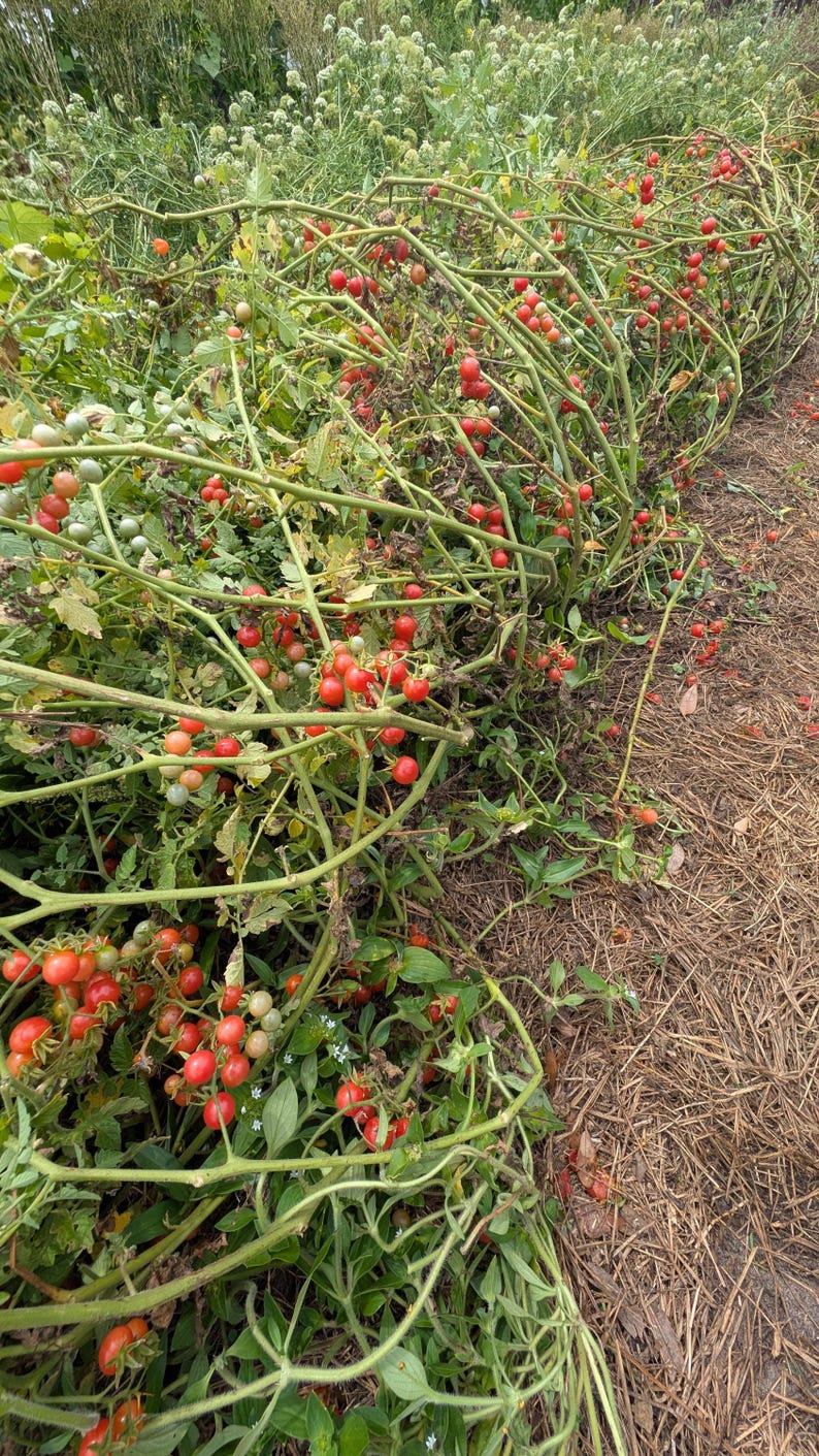 20 Florida Everglades Tomato Seeds. Drought & heat tolerant, disease resistant! Solanum pimpinellifolium Heirloom Currant Tomato Seeds image 5
