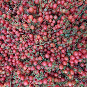 20 Florida Everglades Tomato Seeds. Drought & heat tolerant, disease resistant! Solanum pimpinellifolium Heirloom Currant Tomato Seeds image 2