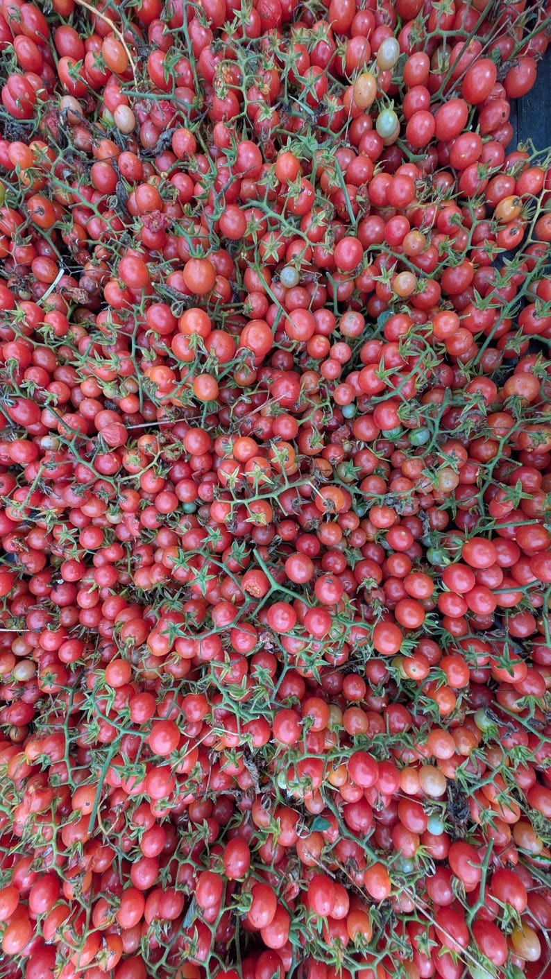 20 Florida Everglades Tomato Seeds. Drought & heat tolerant, disease resistant! Solanum pimpinellifolium Heirloom Currant Tomato Seeds image 2