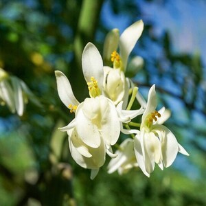 May include: Close-up of white moringa flowers with delicate petals and yellow stamens. The flowers are in full bloom, set against a blurred background of green foliage and a blue sky. The image captures the natural beauty of the plant.