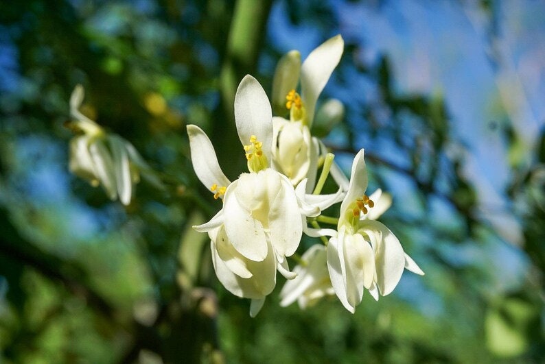 May include: Close-up of white moringa flowers with delicate petals and yellow stamens. The flowers are in full bloom, set against a blurred background of green foliage and a blue sky. The image captures the natural beauty of the plant.