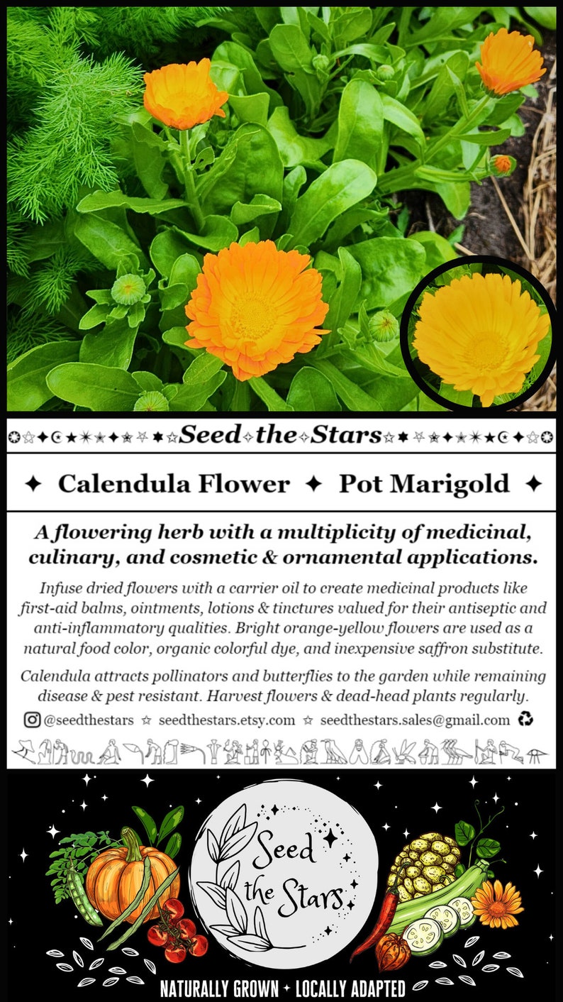 Find Seed Packets At: seedthestars.etsy.com 

20 Calendula Seeds, Pot Marigold, Calendula officinalis, Flowering Herb, Orange Flowers, Natural Food Color, Saffron, Seed The Stars Organic Seeds