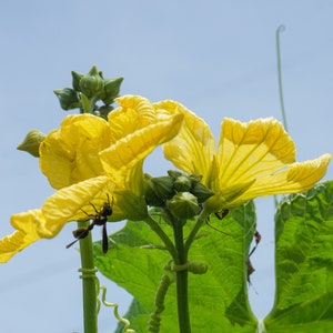 May include: A yellow flower with a wasp on it. The flower is growing on a vine with green leaves.