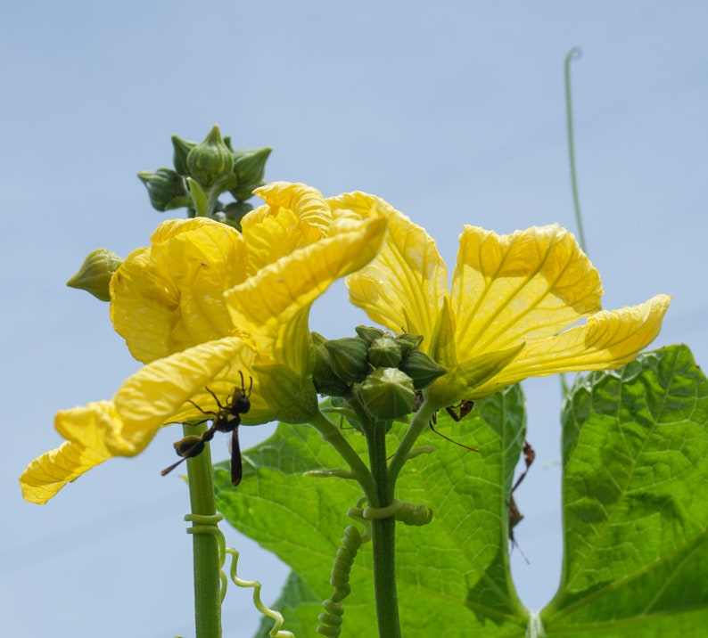 May include: A yellow flower with a wasp on it. The flower is growing on a vine with green leaves.