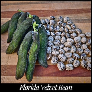 10 &#39;Florida Velvet Bean&#39; Seeds, Non Irritating Velvet Bean Seeds, Agroforestry Cover Crop Seeds Food Forest Permaculture Mucuna pruriens