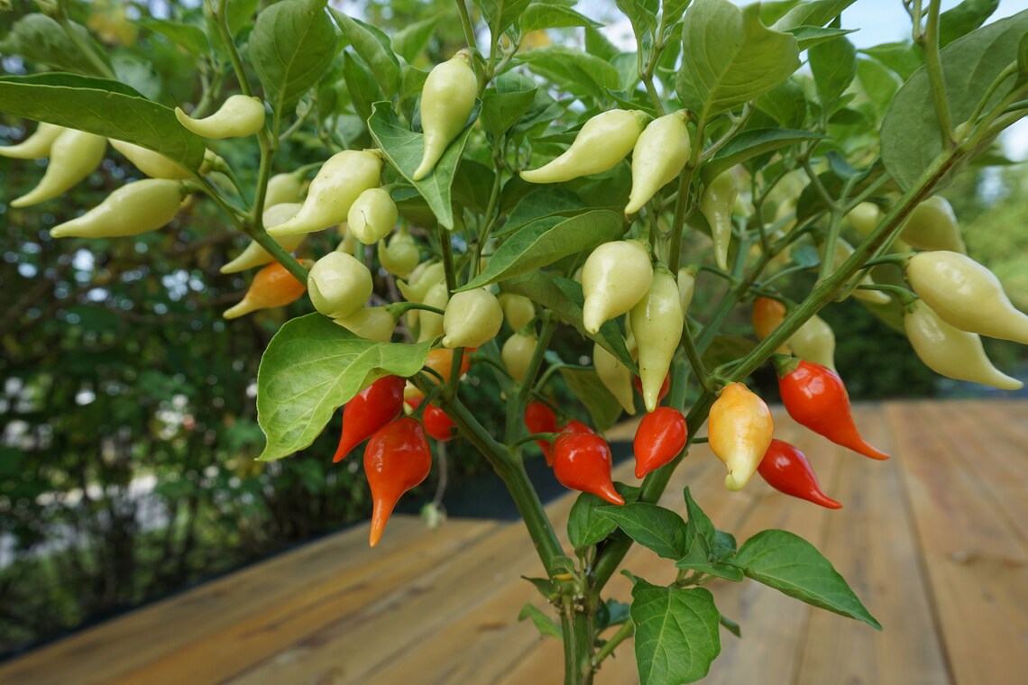 fresh sweety drop peppers fresh sweety drop peppers