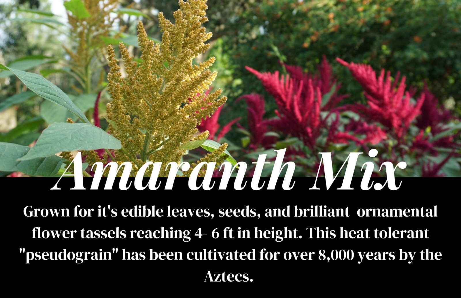 Amaranth Seed Mix 50 Red Giant & Golden Giant Amaranthus | Etsy