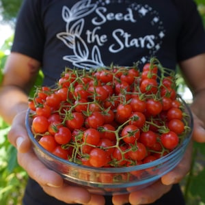 20 Florida Everglades Tomato Seeds. Drought & heat tolerant, disease resistant! Solanum pimpinellifolium Heirloom Currant Tomato Seeds