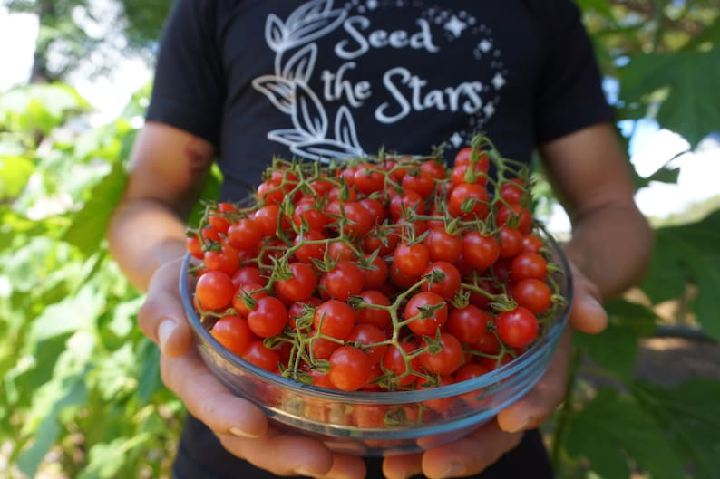 20 Florida Everglades Tomato Seeds. Drought & heat tolerant, disease resistant! Solanum pimpinellifolium Heirloom Currant Tomato Seeds