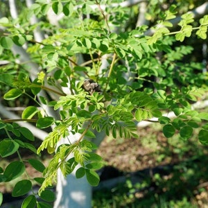 May include: Close-up of a moringa tree with vibrant green leaves. The leaves are small and oval-shaped, growing on slender branches. The tree's trunk is a light color, and the background is blurred, suggesting a natural outdoor setting.