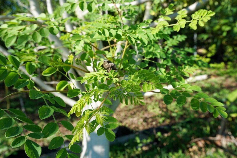 May include: Close-up of a moringa tree with vibrant green leaves. The leaves are small and oval-shaped, growing on slender branches. The tree's trunk is a light color, and the background is blurred, suggesting a natural outdoor setting.