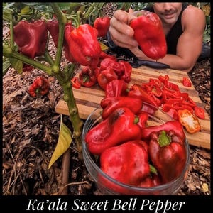 May include: A glass bowl filled with bright red Ka'ala sweet bell peppers, with additional whole and sliced peppers on a wooden cutting board. A pepper plant with green stems and leaves stands to the left, and a hand holds a single red pepper.