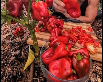 20 Ka'ala Hawaiian Sweet Bell Pepper Seeds | Heat Tolerant Pepper Seeds | Open Pollinated | Tropical Southern Garden Seeds | Capsicum annuum