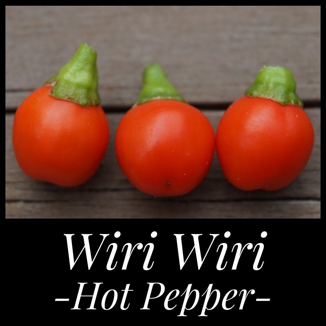 20 Wiri Wiri Hot Pepper Seeds Heirloom Guyana Pepper Seeds Bird Cherry