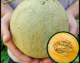 20 Cantaloupe Seeds Trifecta × Edisto  – Sweet Heirloom Muskmelon – Juicy, Orange Fleshed Fruit – Organic, Non-GMO Seeds, Open Pollinated