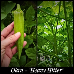 20 &#39;Heavy Hitter&#39; Heirloom Okra Seeds, Organic Okra Seeds, Seed The Stars, Florida Seeds Abelmoschus esculentus Permaculture Seeds Spineless