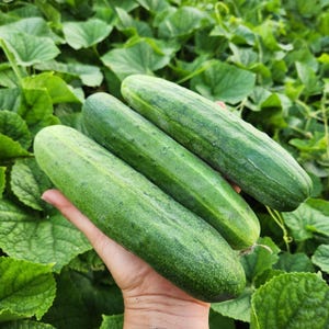 May include: Three green cucumbers of varying sizes, arranged in a stack. The cucumbers are fresh and have a smooth, glossy skin.