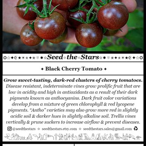 Pu&ograve; includere: Primo piano di una mano che tiene un grappolo di pomodorini ciliegino rosso scuro. I pomodorini crescono su un tralcio con foglie verdi. L'immagine include testo che recita "Seed the Stars" e "Black Cherry Tomato". Il testo include anche informazioni sulla pianta, come il peso e il numero di semi, la profondit&agrave; di semina, la spaziatura delle piante, la data di confezionamento, la temperatura di germinazione, i giorni di germinazione, i giorni di maturazione e la preferenza del terreno.