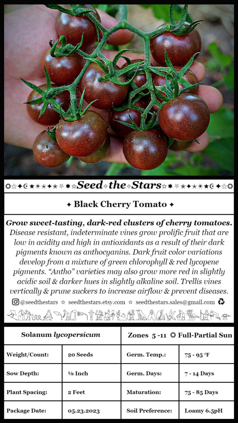 Pu&ograve; includere: Primo piano di una mano che tiene un grappolo di pomodorini ciliegino rosso scuro. I pomodorini crescono su un tralcio con foglie verdi. L'immagine include testo che recita "Seed the Stars" e "Black Cherry Tomato". Il testo include anche informazioni sulla pianta, come il peso e il numero di semi, la profondit&agrave; di semina, la spaziatura delle piante, la data di confezionamento, la temperatura di germinazione, i giorni di germinazione, i giorni di maturazione e la preferenza del terreno.