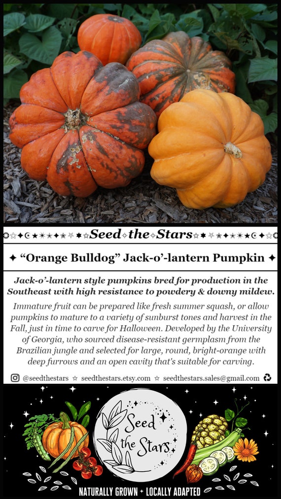 健康・医学 Pumpkin a629d7793823b91b06f6b93bb7ed89