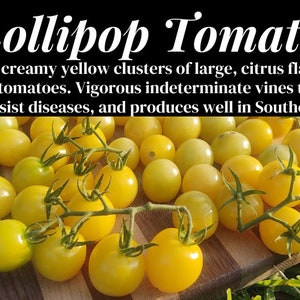 May include: Close-up of a cluster of bright yellow cherry tomatoes on a wooden surface. The tomatoes are small and round, with a smooth skin. The text "Lollipop Tomato" is visible at the top of the image.
