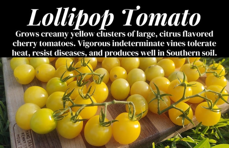 May include: Close-up of a cluster of bright yellow cherry tomatoes on a wooden surface. The tomatoes are small and round, with a smooth skin. The text "Lollipop Tomato" is visible at the top of the image.