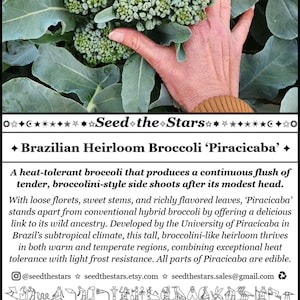 May include: Image of Brazilian Heirloom Broccoli 'Piracicaba' with a hand holding a cluster of green florets. The image includes text about the broccoli's characteristics, including its heat tolerance and origin in Brazil. The plant spacing is 18 inches.