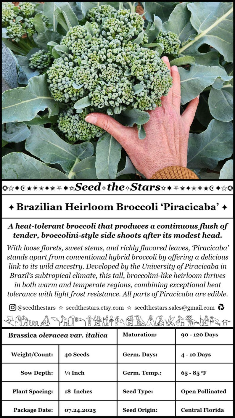 May include: Image of Brazilian Heirloom Broccoli 'Piracicaba' with a hand holding a cluster of green florets. The image includes text about the broccoli's characteristics, including its heat tolerance and origin in Brazil. The plant spacing is 18 inches.