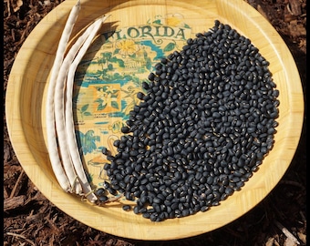 15 Puerto Rican Black Cowpea Seeds, Climbing Cowpea Seeds, Vigna unguiculata seeds, Black Bean Seeds, Permaculture Seeds, Seed The Stars