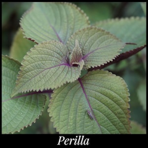 20 Perilla Mint Seeds, Korean Shiso Seeds, Chinese Basil Seeds (Two-Toned: Purple & Green) Perilla frutescens - Traditional Chinese Medicine