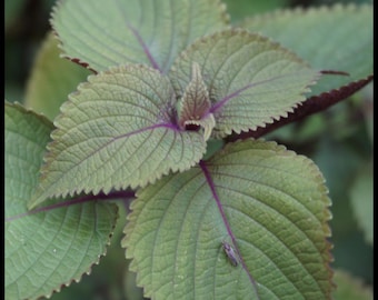 20 Perilla Mint Seeds, Korean Shiso Seeds, Chinese Basil Seeds (Two-Toned: Purple & Green) Perilla frutescens - Traditional Chinese Medicine