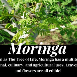 May include: Image of a Moringa plant with vibrant green leaves. The image includes the word "Moringa" in large white text, and a description below stating its medicinal, culinary, and agricultural uses. The text also mentions that the leaves, pods, and flowers are edible.