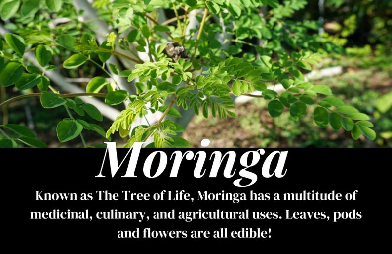 May include: Image of a Moringa plant with vibrant green leaves. The image includes the word "Moringa" in large white text, and a description below stating its medicinal, culinary, and agricultural uses. The text also mentions that the leaves, pods, and flowers are edible.