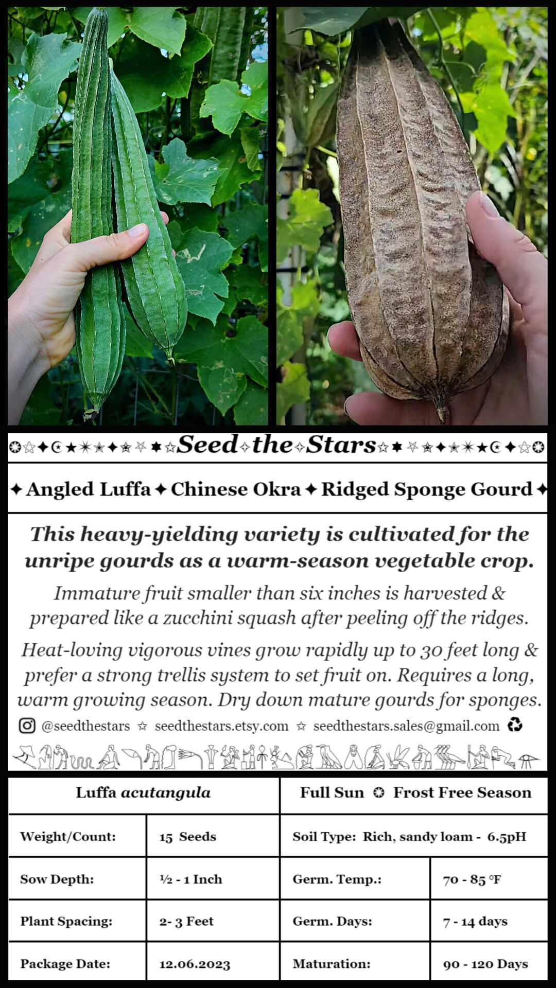 15 'angled Luffa' Seeds, Chinese Okra Seeds, Loofah Gourd Seeds ...