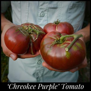 20 &#39;Cherokee Purple&#39; Heirloom Tomato Seeds, Seed The Stars, Heirloom Beefsteak Tomato Seeds, Dark Tomato Seeds Organic Heirloom Tomato Seeds