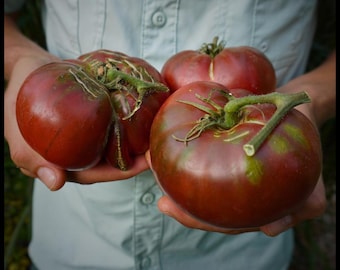 20 'Cherokee Purple' Heirloom Tomato Seeds, Seed The Stars, Heirloom Beefsteak Tomato Seeds, Dark Tomato Seeds Organic Heirloom Tomato Seeds