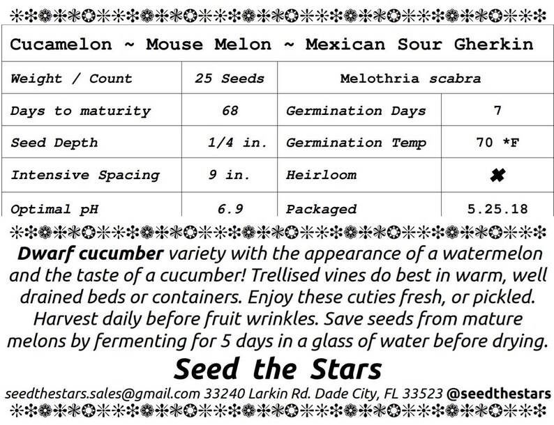 25+ Heirloom Cucamelon Seeds. Mexican Sour Gherkin, Mouse Melon. Looks like a watermelon - tastes like a cucumber! Best in hanging basket :