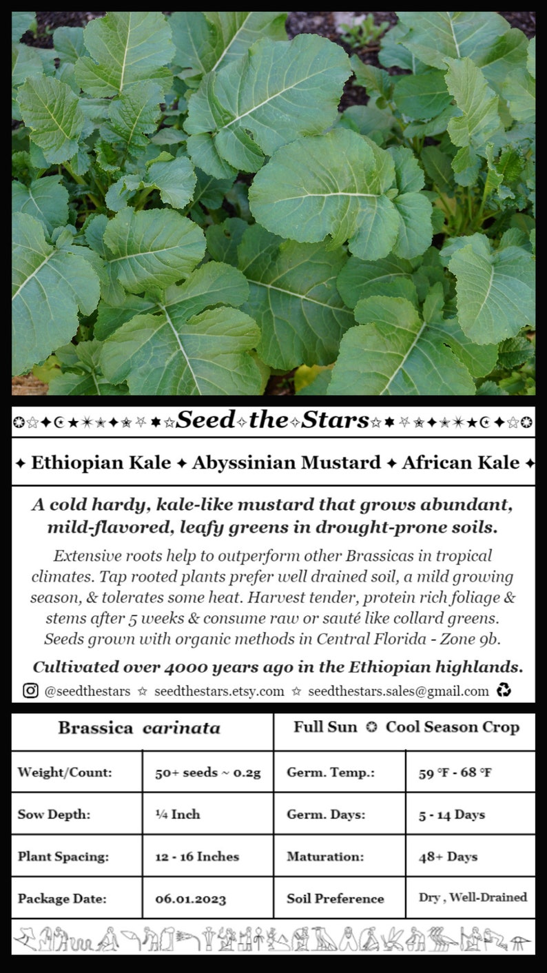 SeedTheStars Ethiopian Kale Seeds - Thumbnail 3