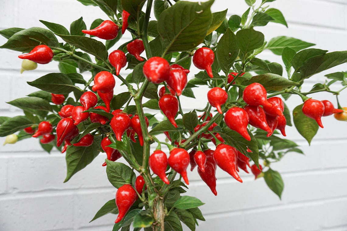 25 Fresh Sweety Drop Heirloom Pepper Seeds Red Biquinho Etsy