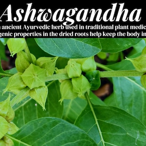 May include: Close-up of green Ashwagandha plant with its distinctive star-shaped seed pods. The text "Ashwagandha" is at the top of the image, and below it reads "An ancient Ayurvedic herb used in traditional plant medicine. Adaptogenic properties in the dried roots help keep the body in balance."