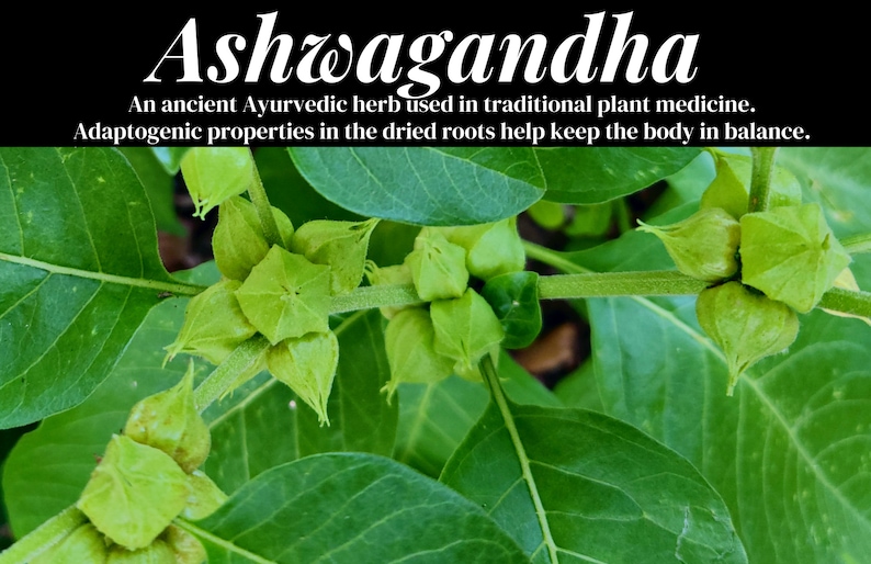 May include: Close-up of green Ashwagandha plant with its distinctive star-shaped seed pods. The text "Ashwagandha" is at the top of the image, and below it reads "An ancient Ayurvedic herb used in traditional plant medicine. Adaptogenic properties in the dried roots help keep the body in balance."