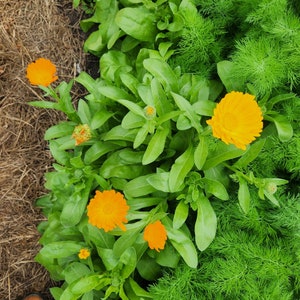 Find Seed Packets At: seedthestars.etsy.com 

20 Calendula Seeds, Pot Marigold, Calendula officinalis, Flowering Herb, Orange Flowers, Natural Food Color, Saffron, Seed The Stars Organic Seeds