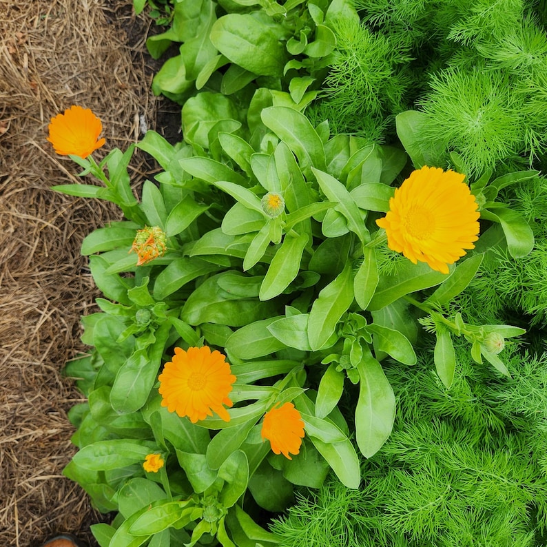 SeedTheStars Calendula Seeds - Thumbnail 3