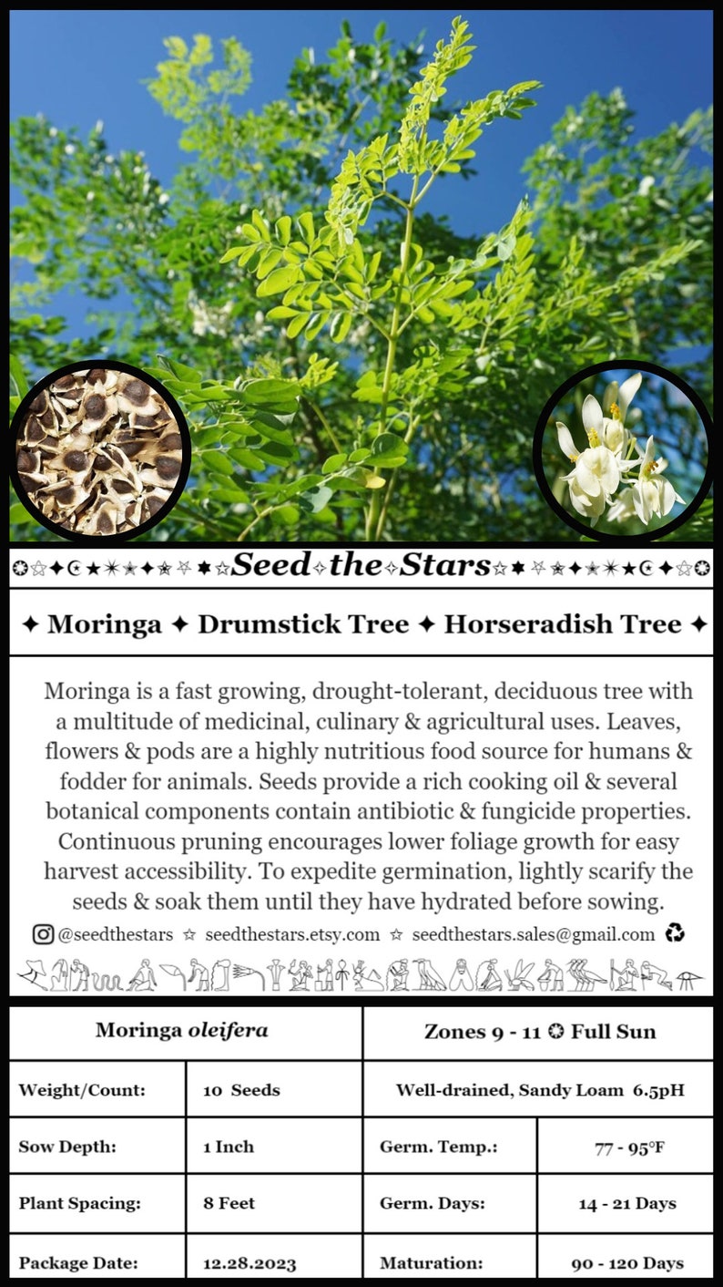 May include: Image of a Moringa tree with green leaves and white flowers, with inset images of seeds and flowers. The text "Seed the Stars" is displayed, along with details about the Moringa oleifera plant, including seed count, depth, and temperature.
