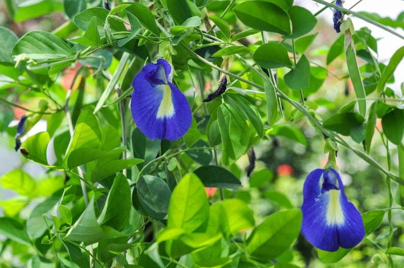 15 Blue Butterfly Pea Seeds Butterfly Garden Edible Flowers Etsy