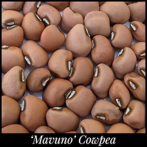 May include: Close-up of 'Mavuno' cowpea beans. The beans are a light brown color with a distinctive white and brown marking. The image shows a collection of these beans, filling the frame.