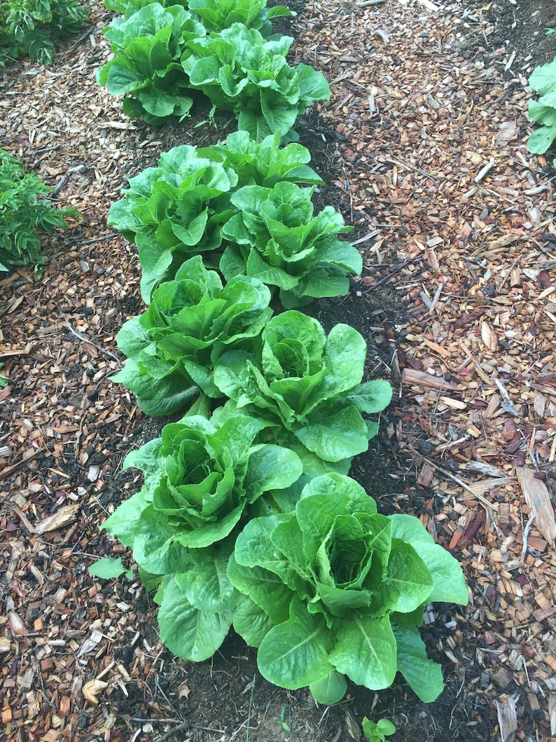 25 Parris Island Cos Romaine Lettuce Seeds Frost Tolerant Etsy
