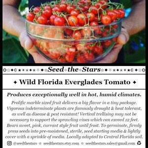 20 Florida Everglades Tomato Seeds. Drought & heat tolerant, disease resistant! Solanum pimpinellifolium Heirloom Currant Tomato Seeds
