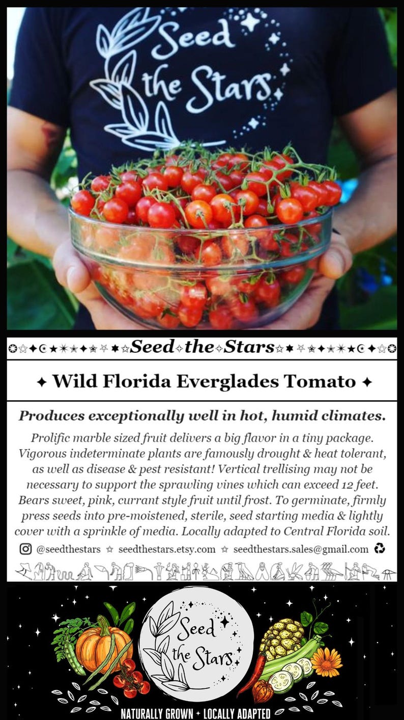 20 Florida Everglades Tomato Seeds. Drought & heat tolerant, disease resistant! Solanum pimpinellifolium Heirloom Currant Tomato Seeds