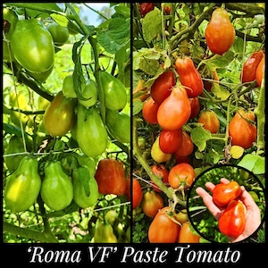 May include: Two images of 'Roma VF' paste tomatoes. One shows green, unripe tomatoes on the vine. The other shows ripe, red-orange tomatoes. A close-up shows tomatoes held in a hand. The text reads: 'Roma VF' Paste Tomato.